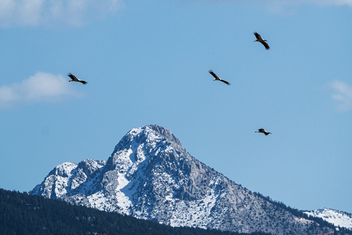 Baharın müjdecisi leylekler Beyşehir’de