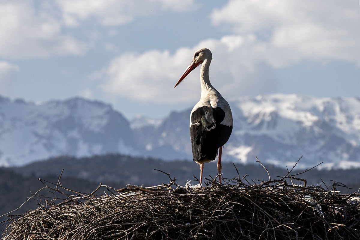 Baharın müjdecisi leylekler Beyşehir’de