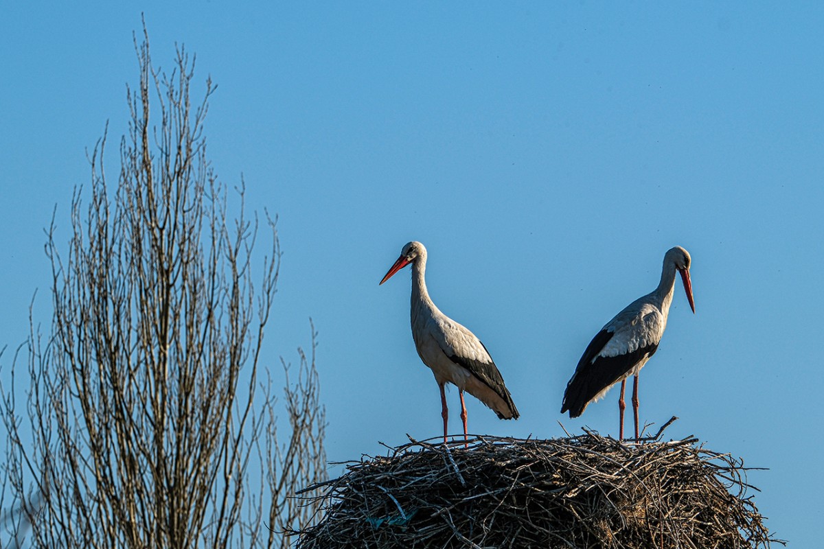 Baharın müjdecisi leylekler Beyşehir’de