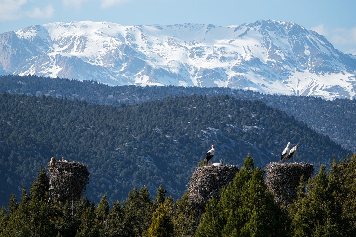 Baharın müjdecisi leylekler Beyşehir’de