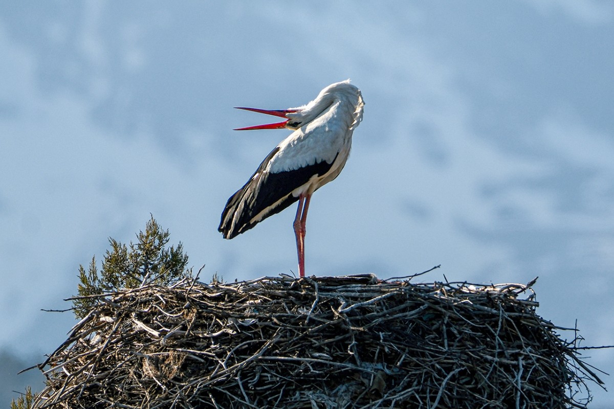 Baharın müjdecisi leylekler Beyşehir’de