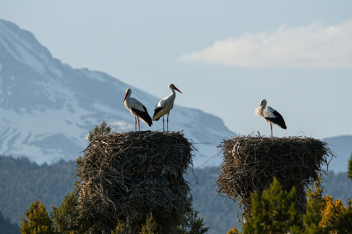 Baharın müjdecisi leylekler Beyşehir’de
