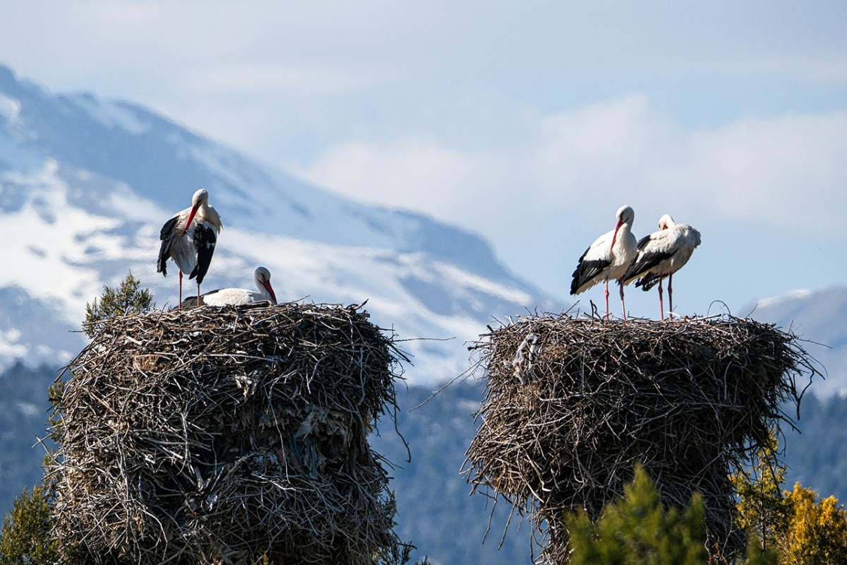Baharın müjdecisi leylekler Beyşehir’de