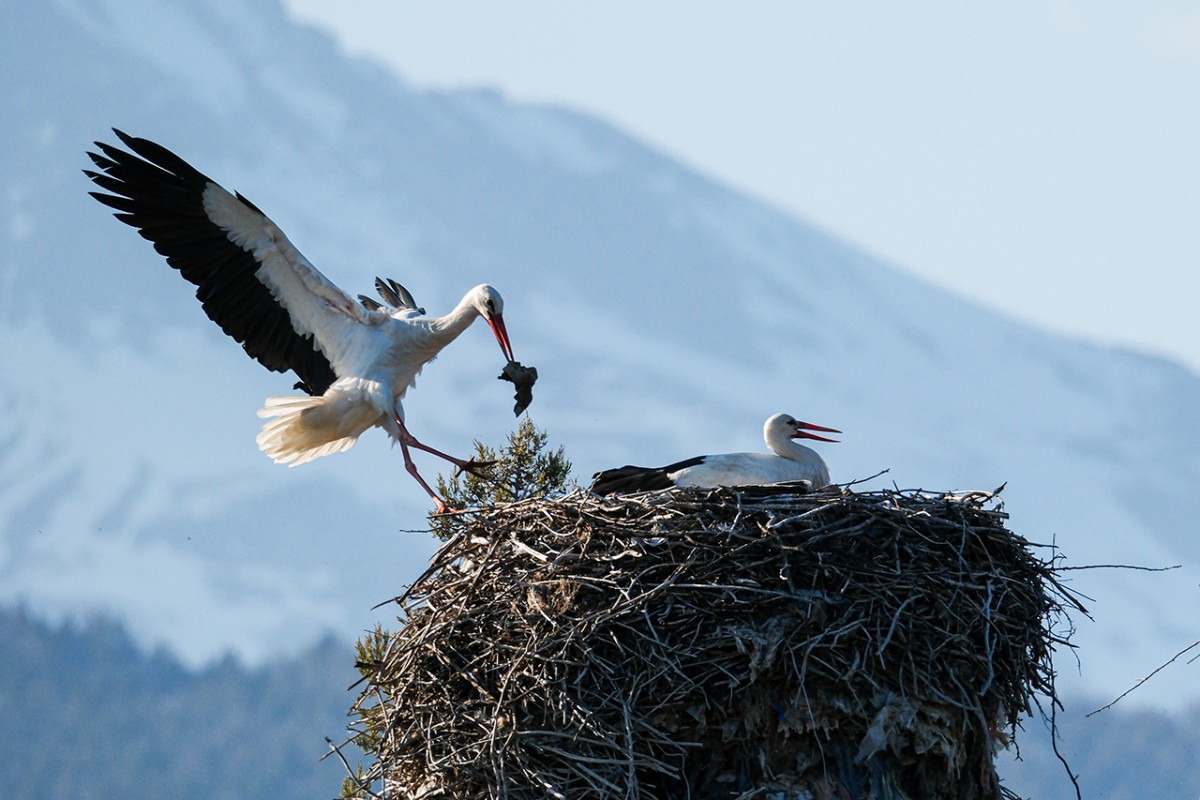 Baharın müjdecisi leylekler Beyşehir’de