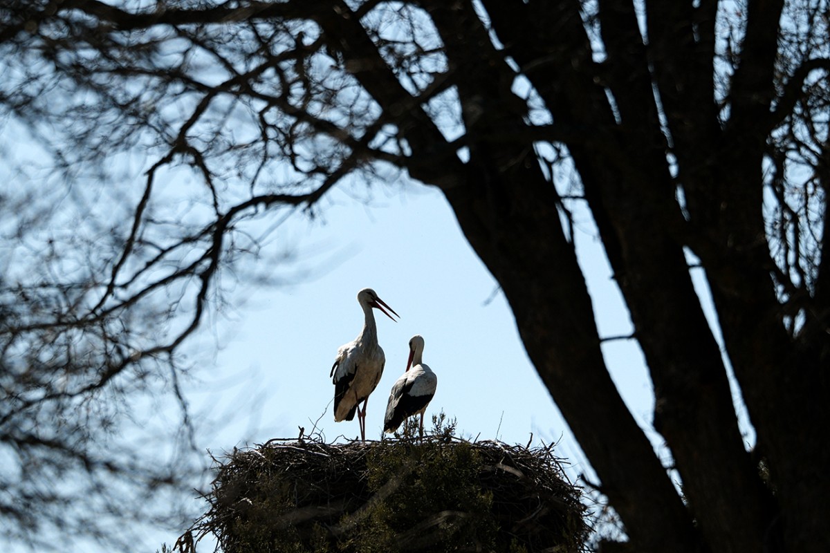 Baharın müjdecisi leylekler Beyşehir’de
