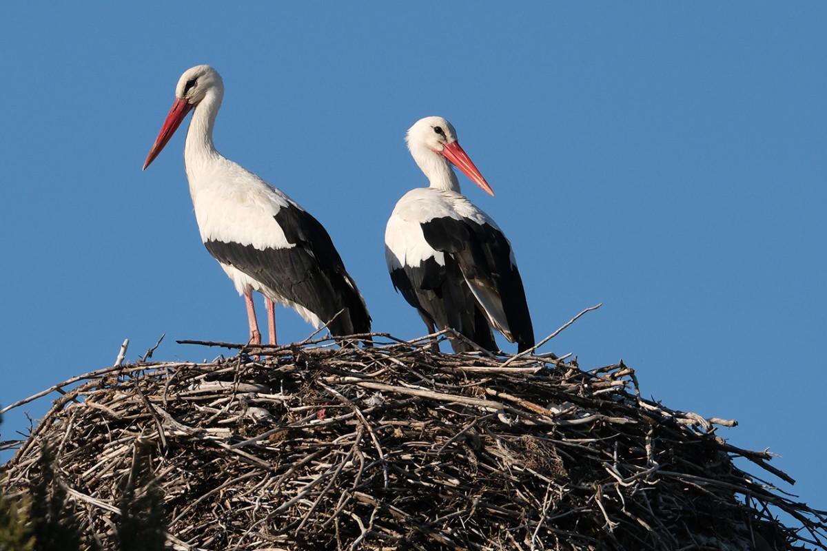 Baharın müjdecisi leylekler Beyşehir’de