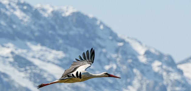 Baharın müjdecisi leylekler Beyşehir’de