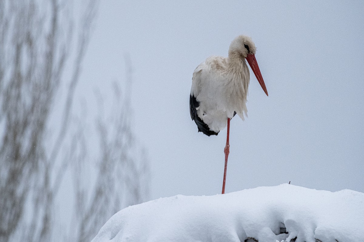 Beyşehir’de yuvalarına yerleşen leyleklere kar sürprizi