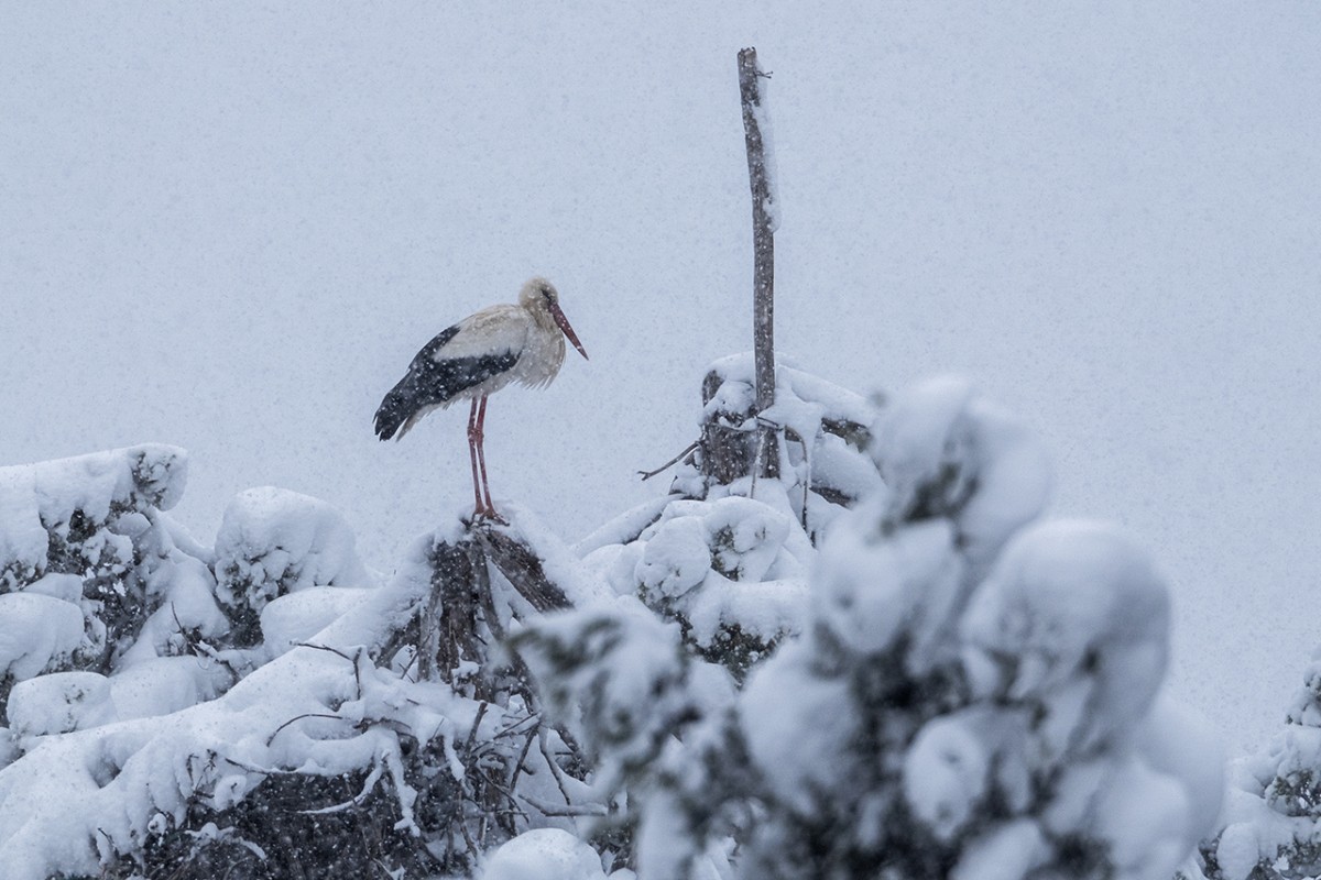 Beyşehir’de yuvalarına yerleşen leyleklere kar sürprizi