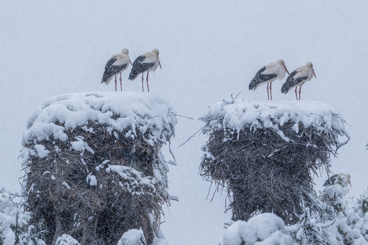 Beyşehir’de yuvalarına yerleşen leyleklere kar sürprizi