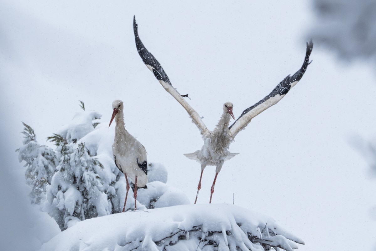 Beyşehir’de yuvalarına yerleşen leyleklere kar sürprizi