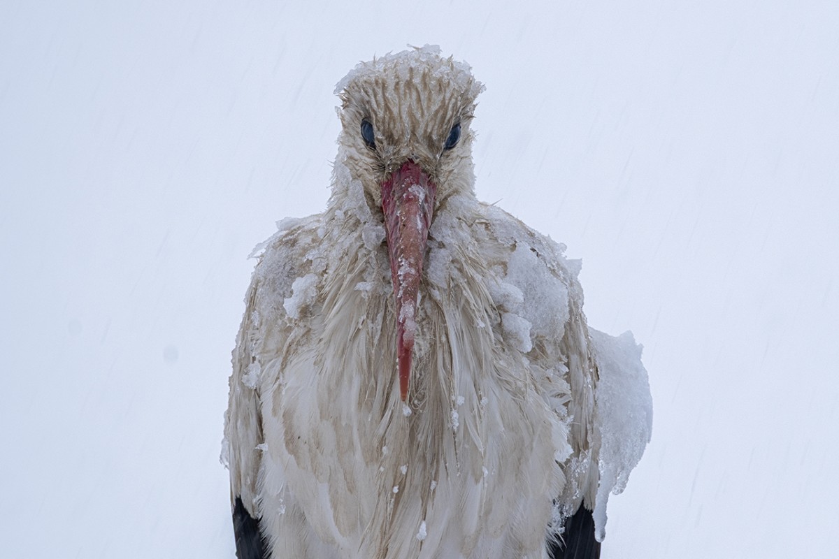 Beyşehir’de yuvalarına yerleşen leyleklere kar sürprizi