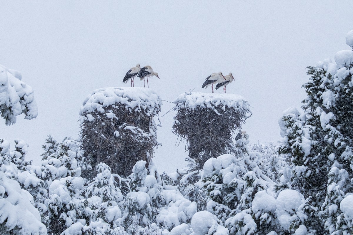 Beyşehir’de yuvalarına yerleşen leyleklere kar sürprizi