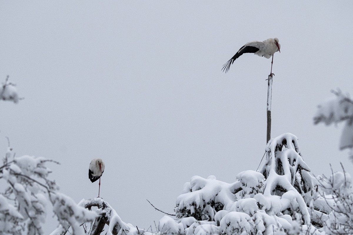 Beyşehir’de yuvalarına yerleşen leyleklere kar sürprizi