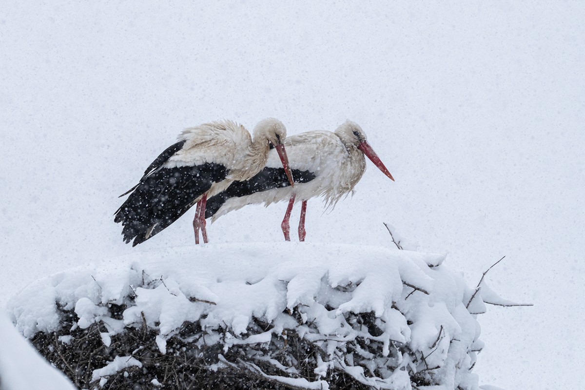 Beyşehir’de yuvalarına yerleşen leyleklere kar sürprizi