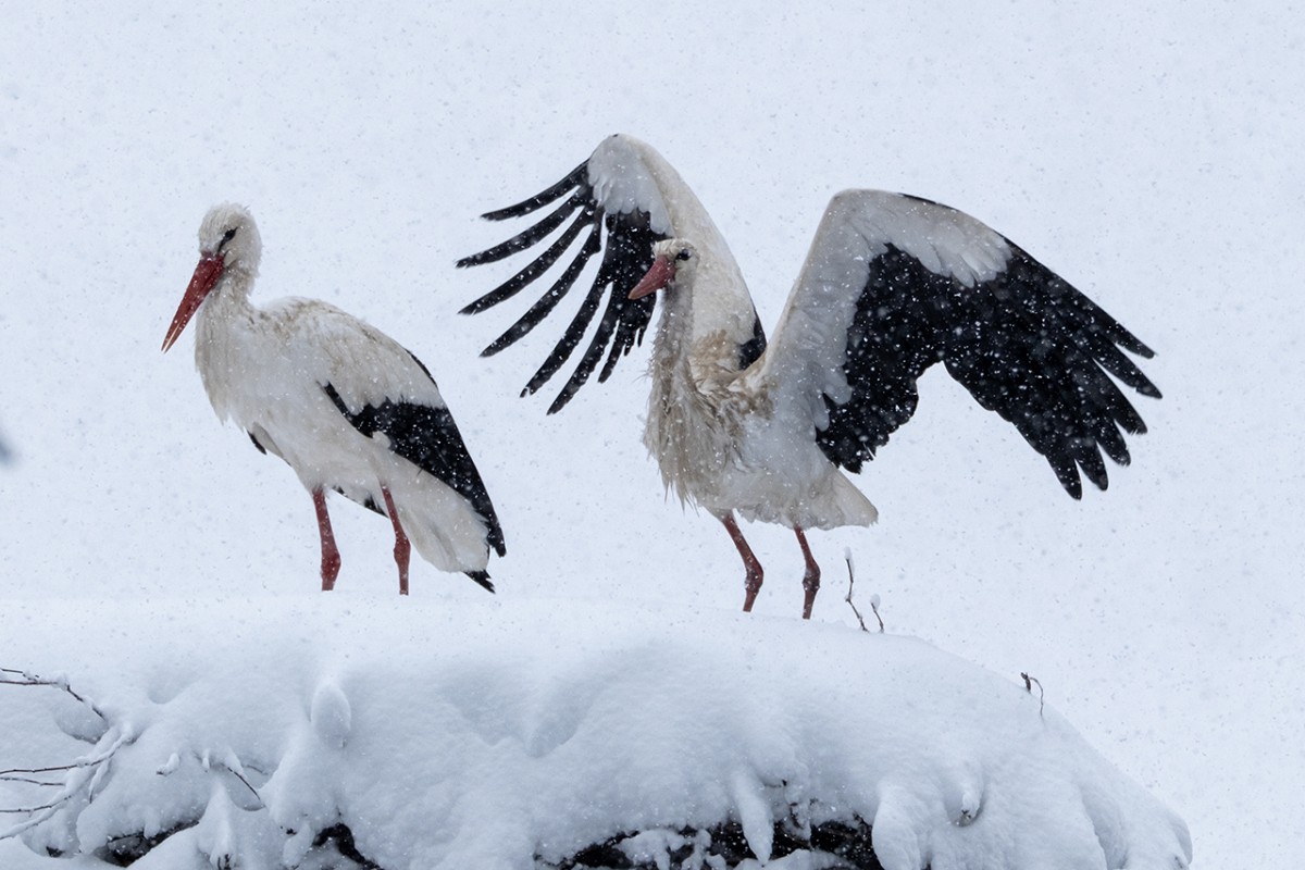 Beyşehir’de yuvalarına yerleşen leyleklere kar sürprizi