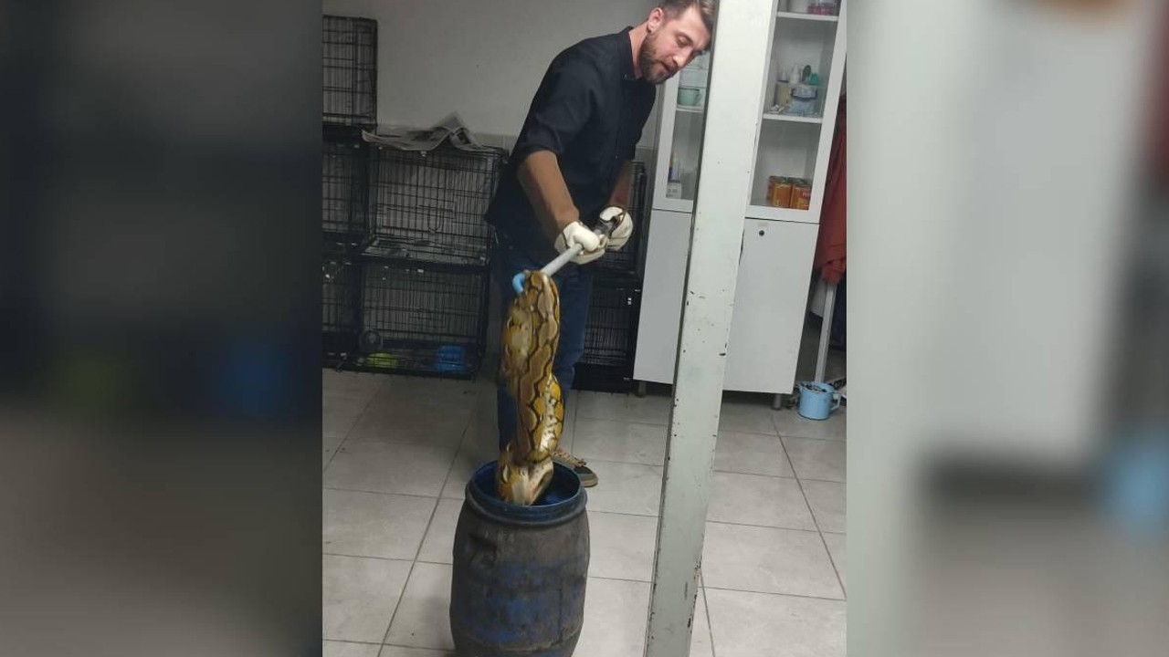 Yolcu otobüsündeki kutunun içinden piton çıktı