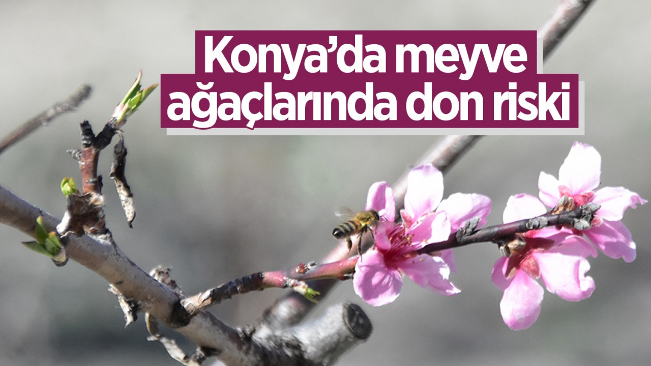 Konya’da meyve ağaçlarında don riski