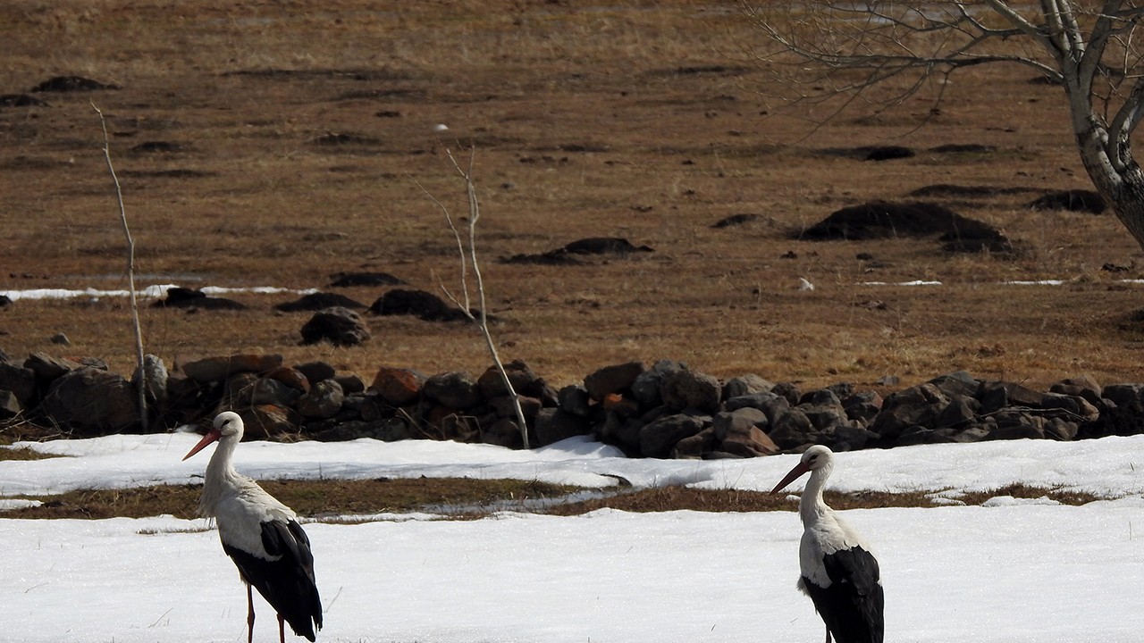Baharın müjdecisi leylekler, kısmen karla kaplı Ardahan'a gelmeye başladı