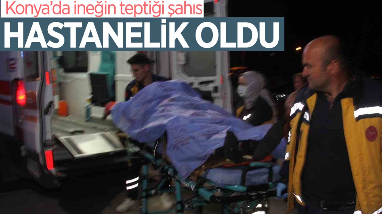 Konya’da ineğin teptiği şahıs hastanelik oldu