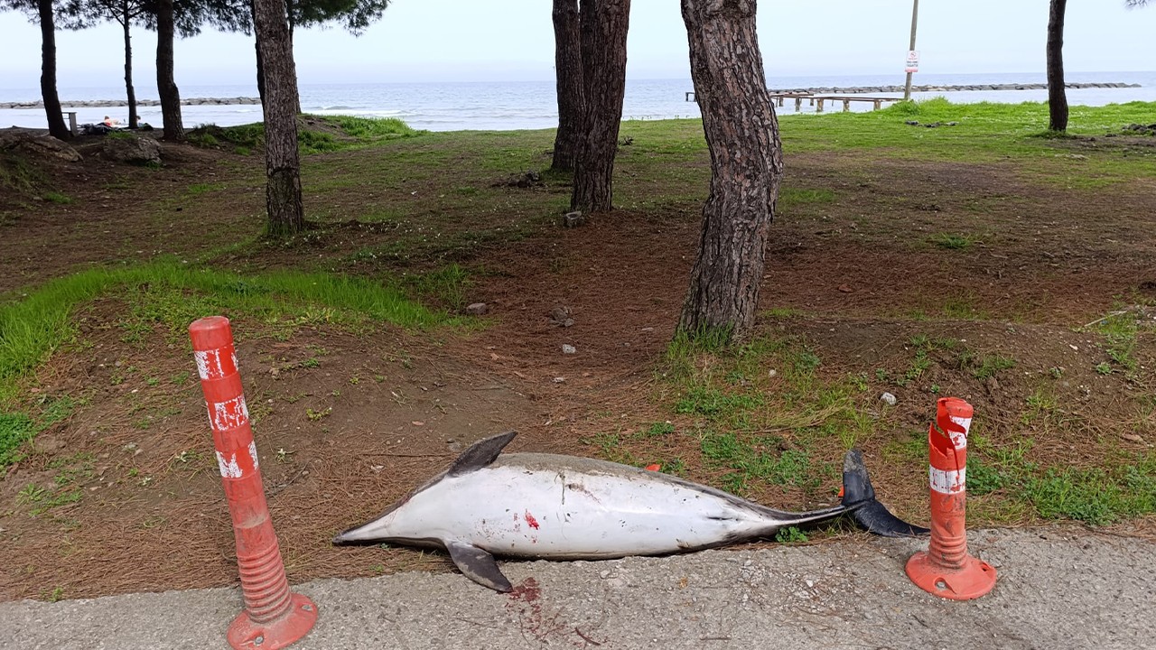 Ölü yunus sahile vurdu