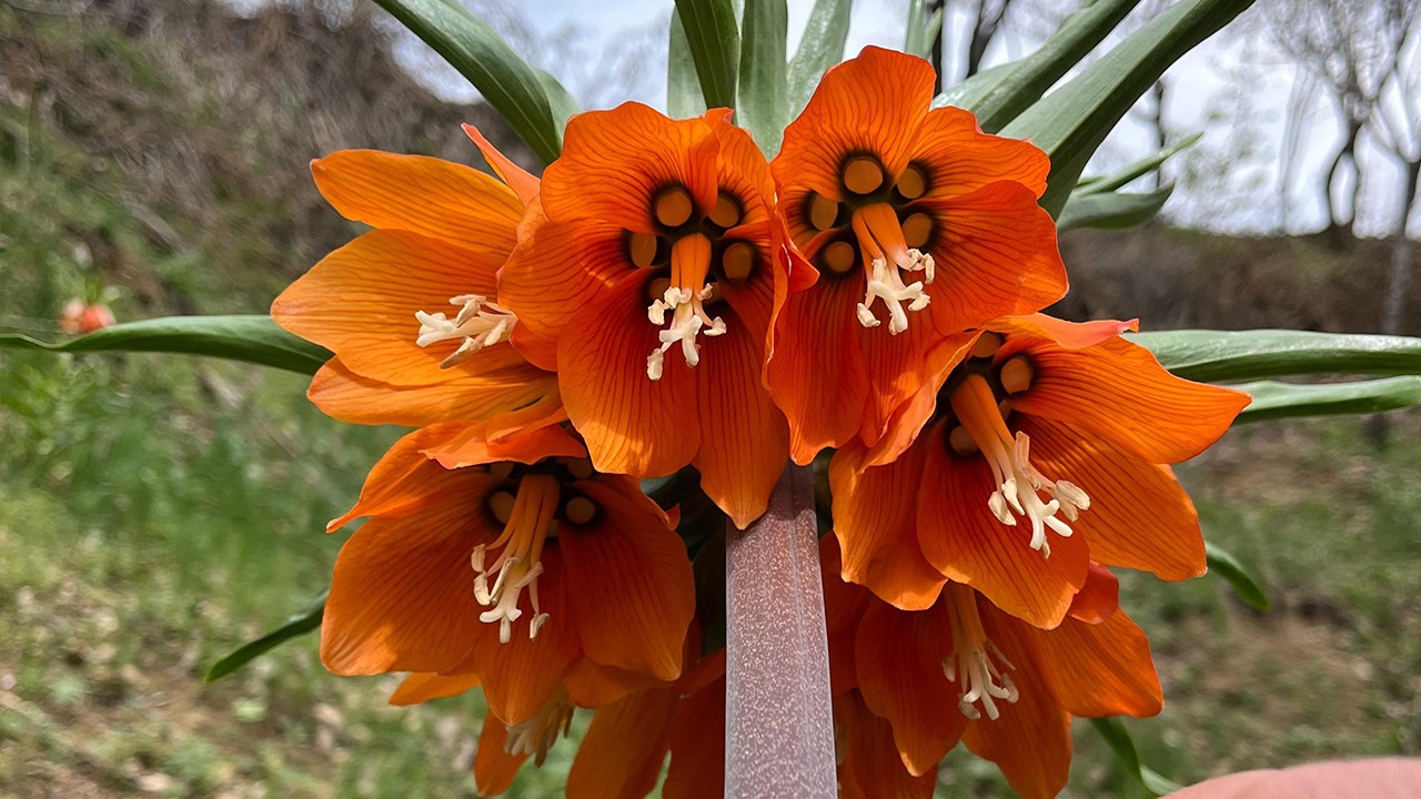 20 günlük ömrü var, zarar vermenin cezası 244 bin lira