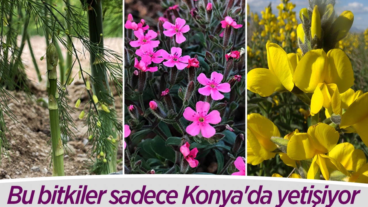 Bu bitkiler sadece Konya'da yetişiyor