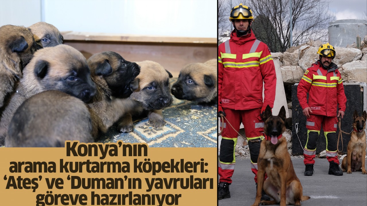 Konya’nın arama kurtarma köpekleri: ‘Ateş’ ve ‘Duman’ın yavruları göreve hazırlanıyor