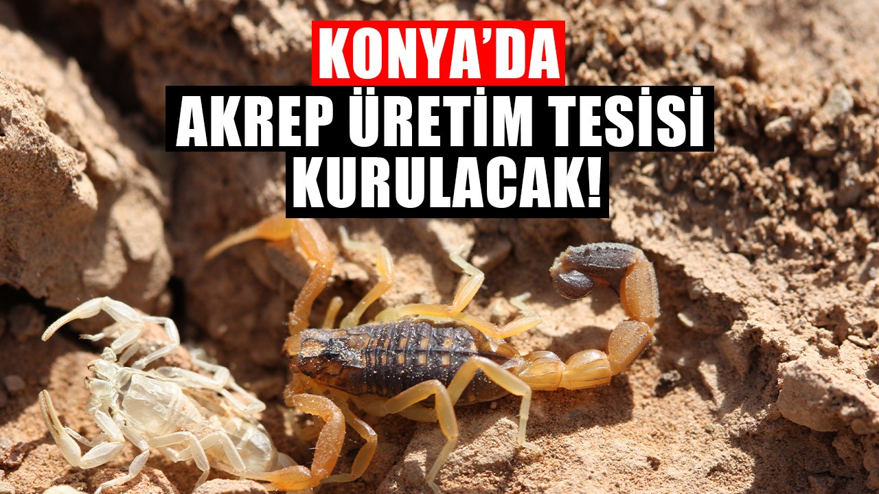 Bakanlık onayladı: Konya’da akrep üretim tesisi kurulacak! Akrep zehri paraya dönüşüyor