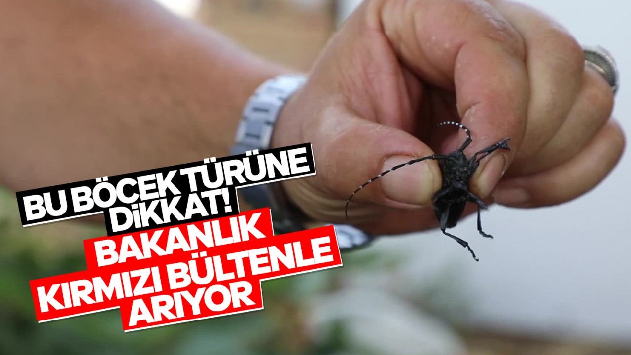 Bu böcek türüne dikkat! Bakanlık kırmızı bültenle "aranıyor" afişi hazırladı