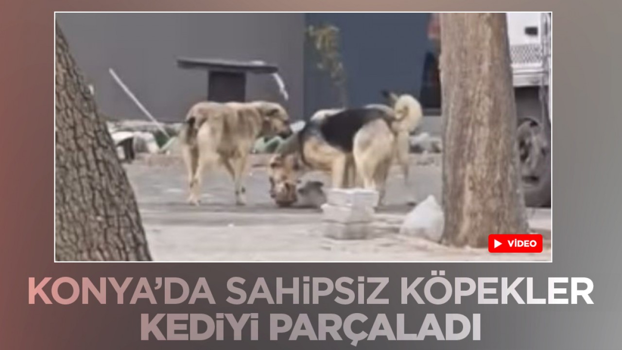 Konya'da sahipsiz köpekler kediyi parçaladı
