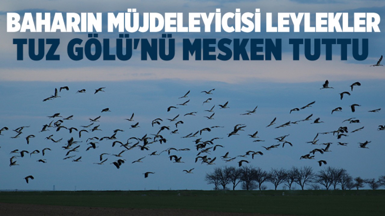 Baharın müjdeleyicisi leylekler, Tuz Gölü'nü mesken tuttu