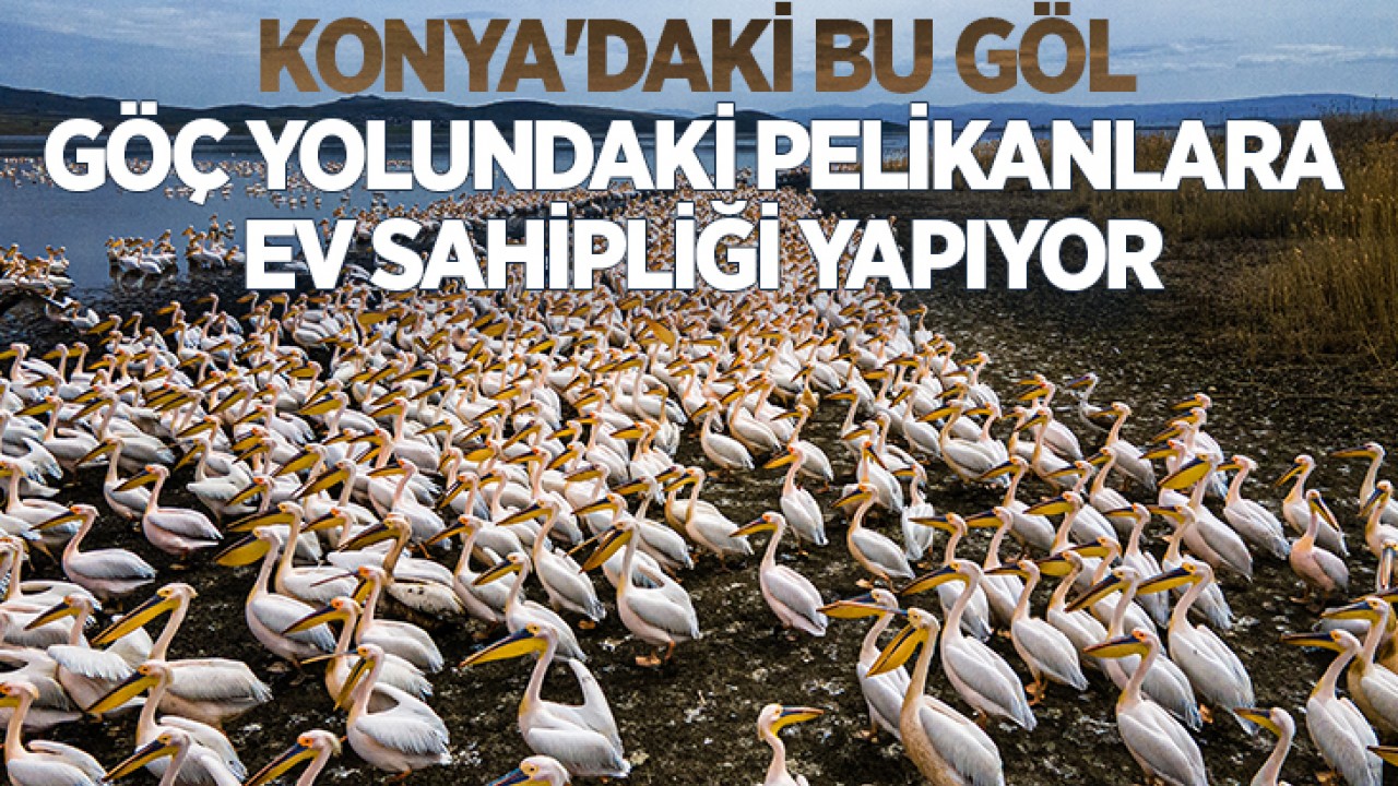 Konya'daki bu göl göç yolundaki pelikanlara ev sahipliği yapıyor