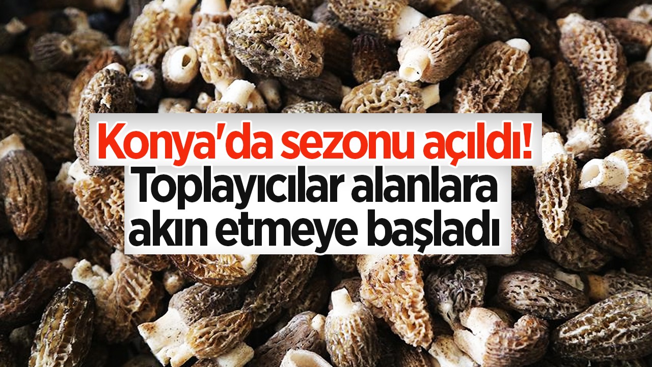 Konya'da sezonu açıldı! Toplayıcılar alanlara akın etmeye başladı