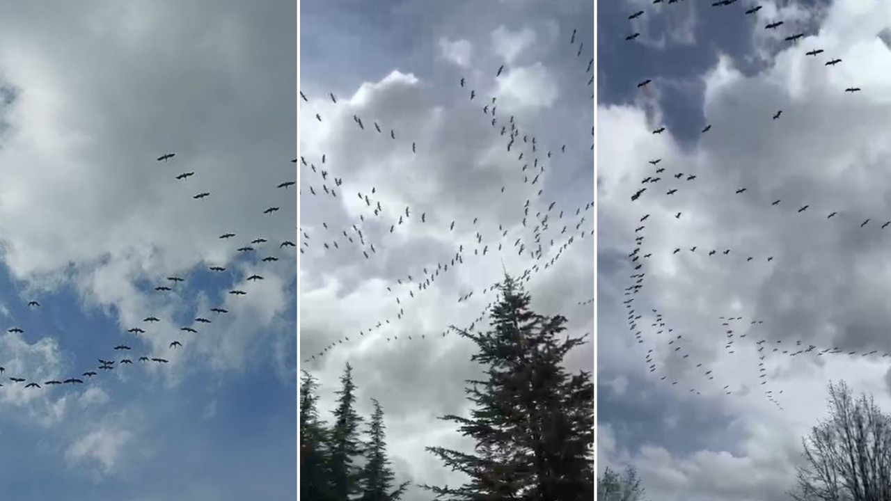Konya'da baharın habercisi leylekler görüldü