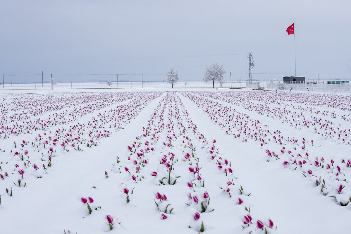 Karaman’daki lale tarlası beyaza büründü