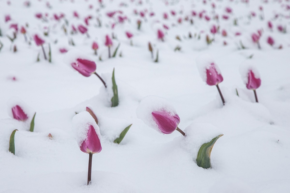 Karaman’daki lale tarlası beyaza büründü