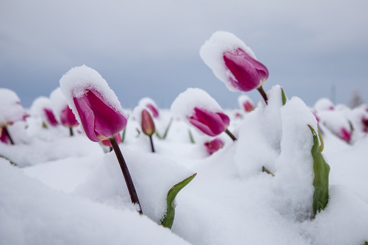 Karaman’daki lale tarlası beyaza büründü