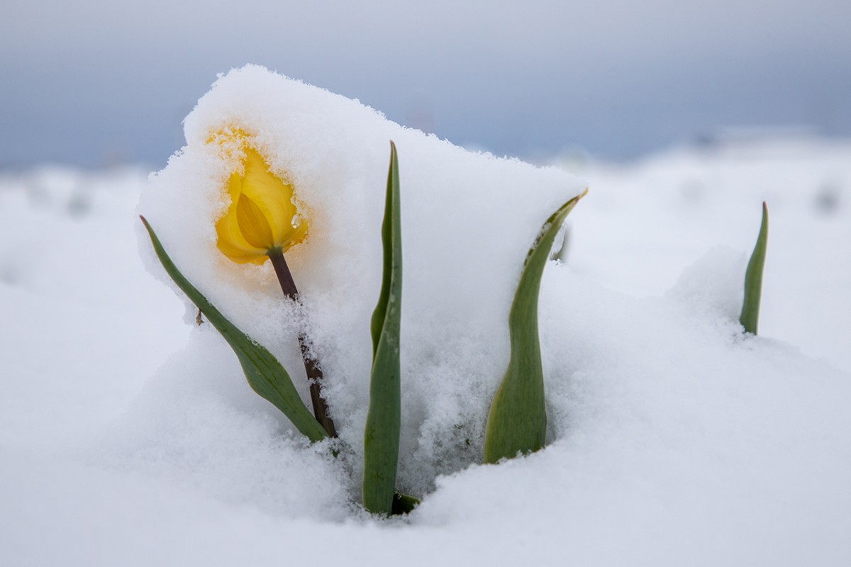 Karaman’daki lale tarlası beyaza büründü