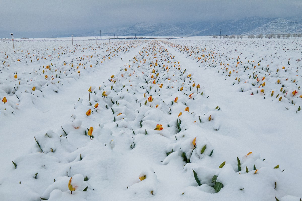 Karaman’daki lale tarlası beyaza büründü