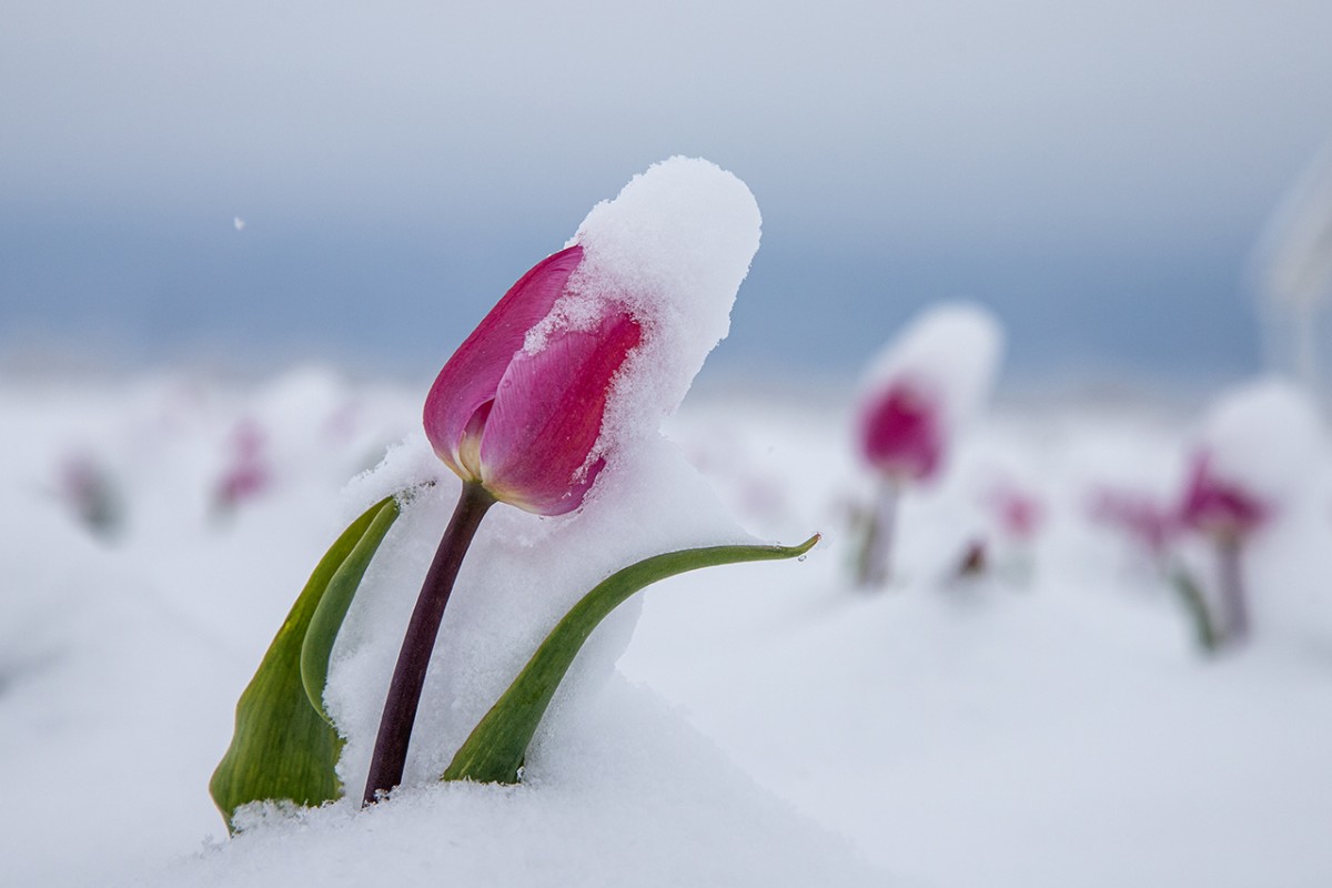Karaman’daki lale tarlası beyaza büründü