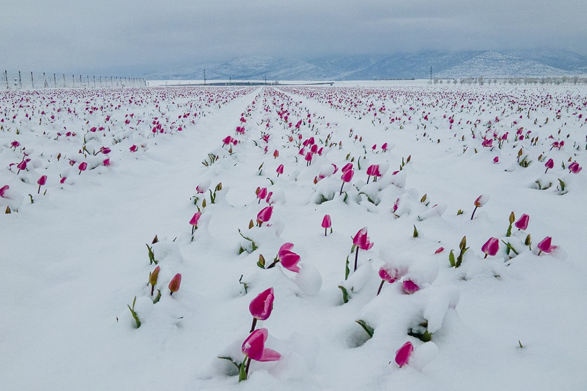 Karaman’daki lale tarlası beyaza büründü