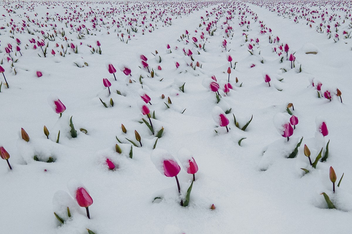 Karaman’daki lale tarlası beyaza büründü