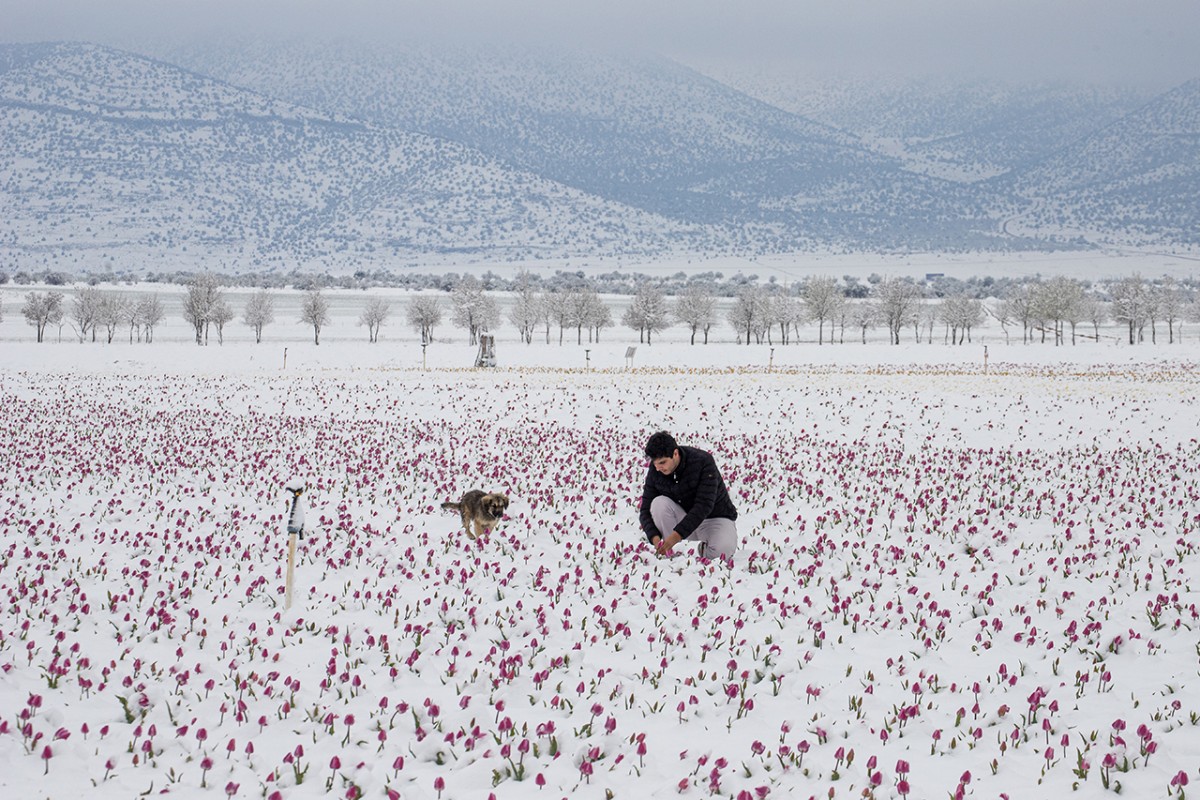 Karaman’daki lale tarlası beyaza büründü