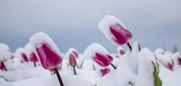 Karaman’daki lale tarlası beyaza büründü