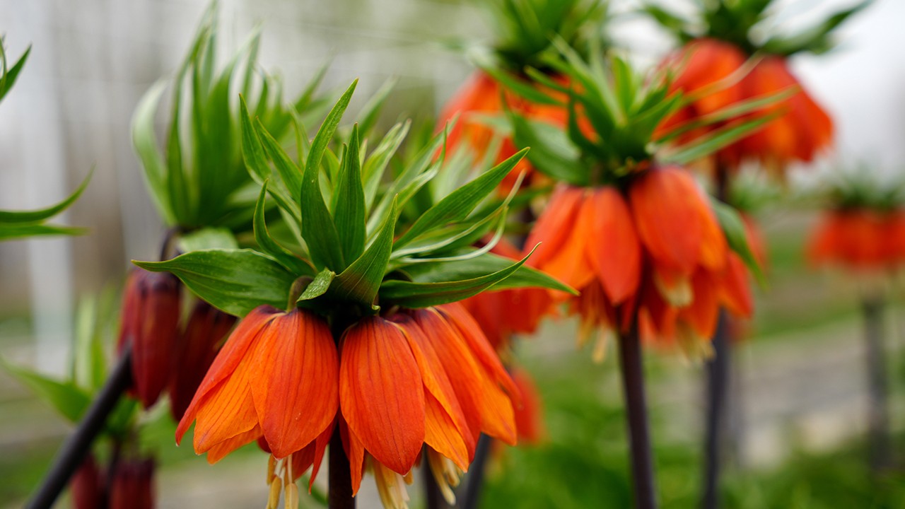 Bu çiçeği koparmanın cezası 577 bin lira