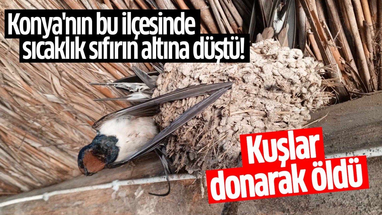 Konya'nın bu ilçesinde sıcaklık sıfırın altına düştü! Kuşlar donarak öldü