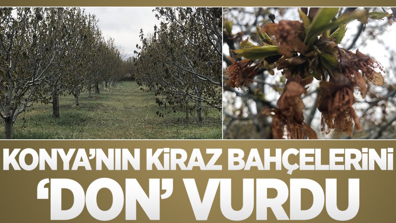 Konya'nın kiraz bahçelerini 'don' vurdu