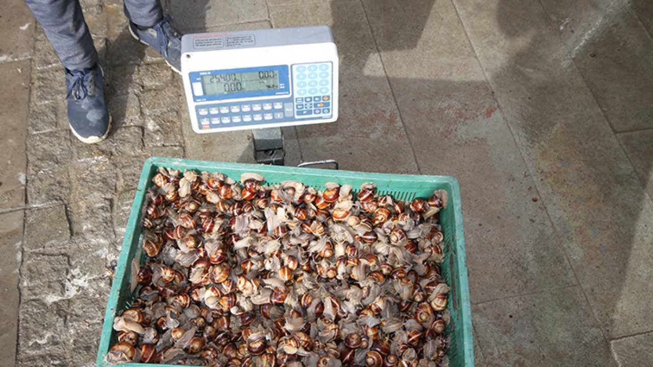 Beyşehir’de salyangoz toplama işi, gelir kaynağı oldu