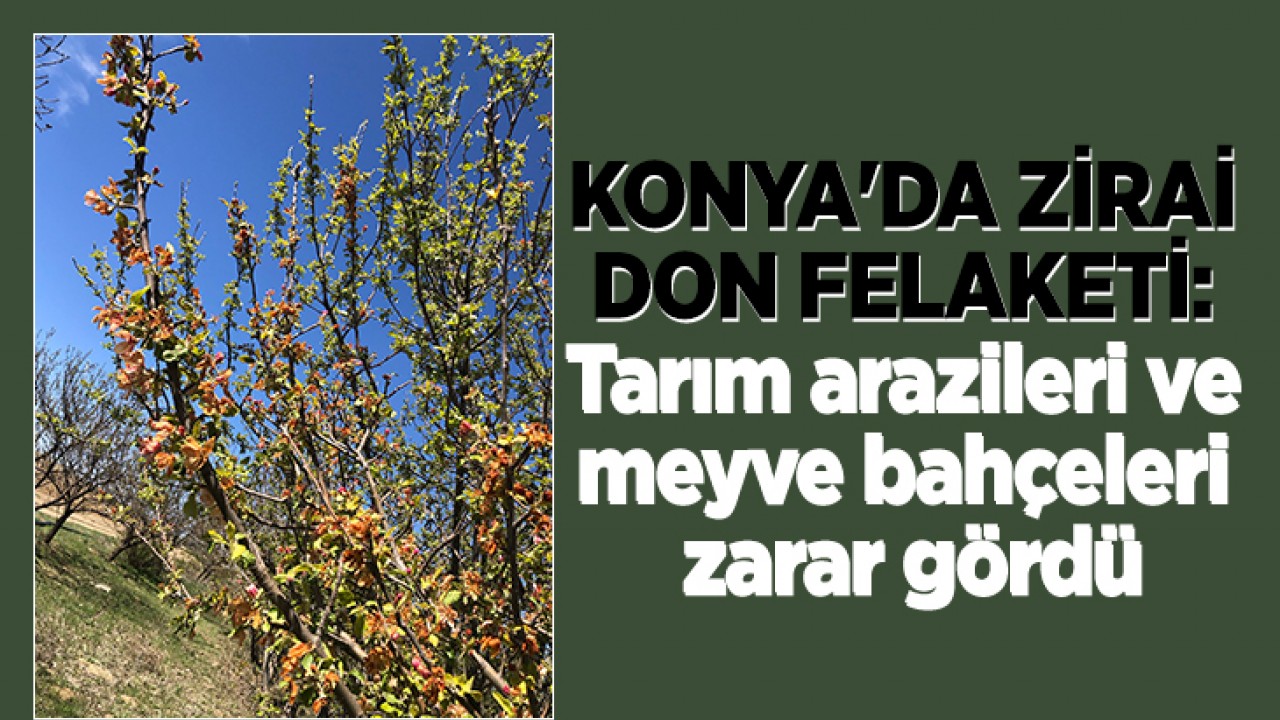 Konya'da zirai don felaketi: Tarım arazileri ve meyve bahçeleri zarar gördü